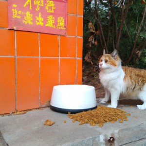 猫如何进行猫咪的饮食和食品安全？