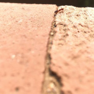蚂蚁如何进行蚂蚁的探路和探测？