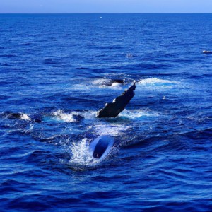 鲸鱼如何进行鲸鱼的鱼类捕食和群体协作？