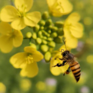 蜜蜂如何进行蜜蜂的舞蹈语言和花粉收集？