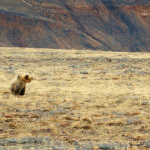 熊如何进行熊的物种保护和栖息地恢复？